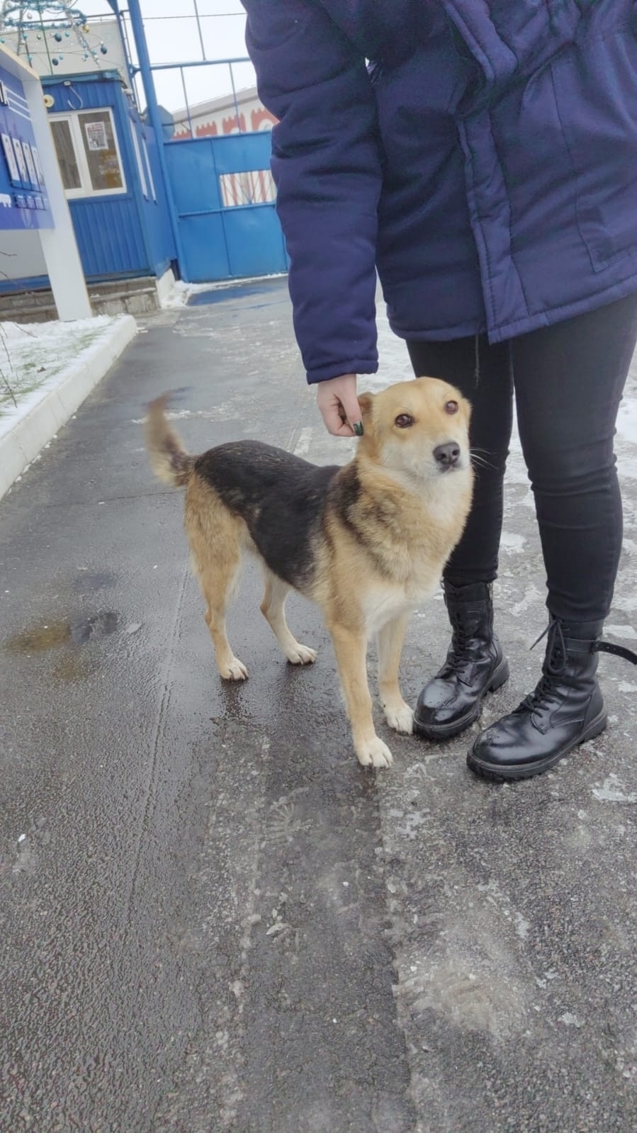 Пропала собака в Брянске — фото объявления