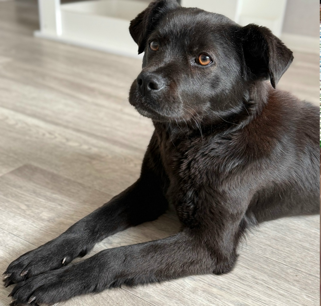 Пропала собака в Брянске — фото объявления