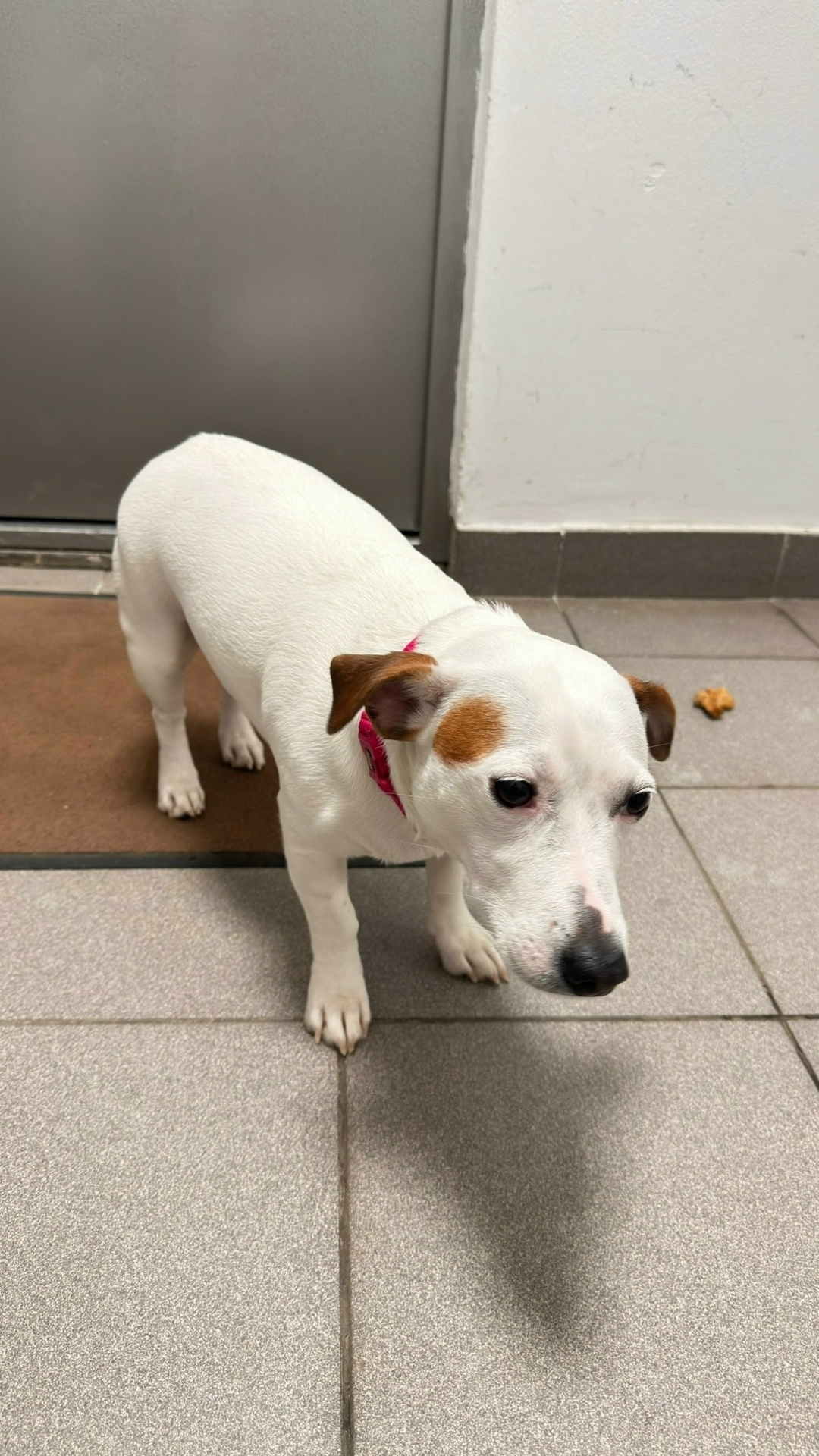 Найдена собака в Брянске — фото объявления