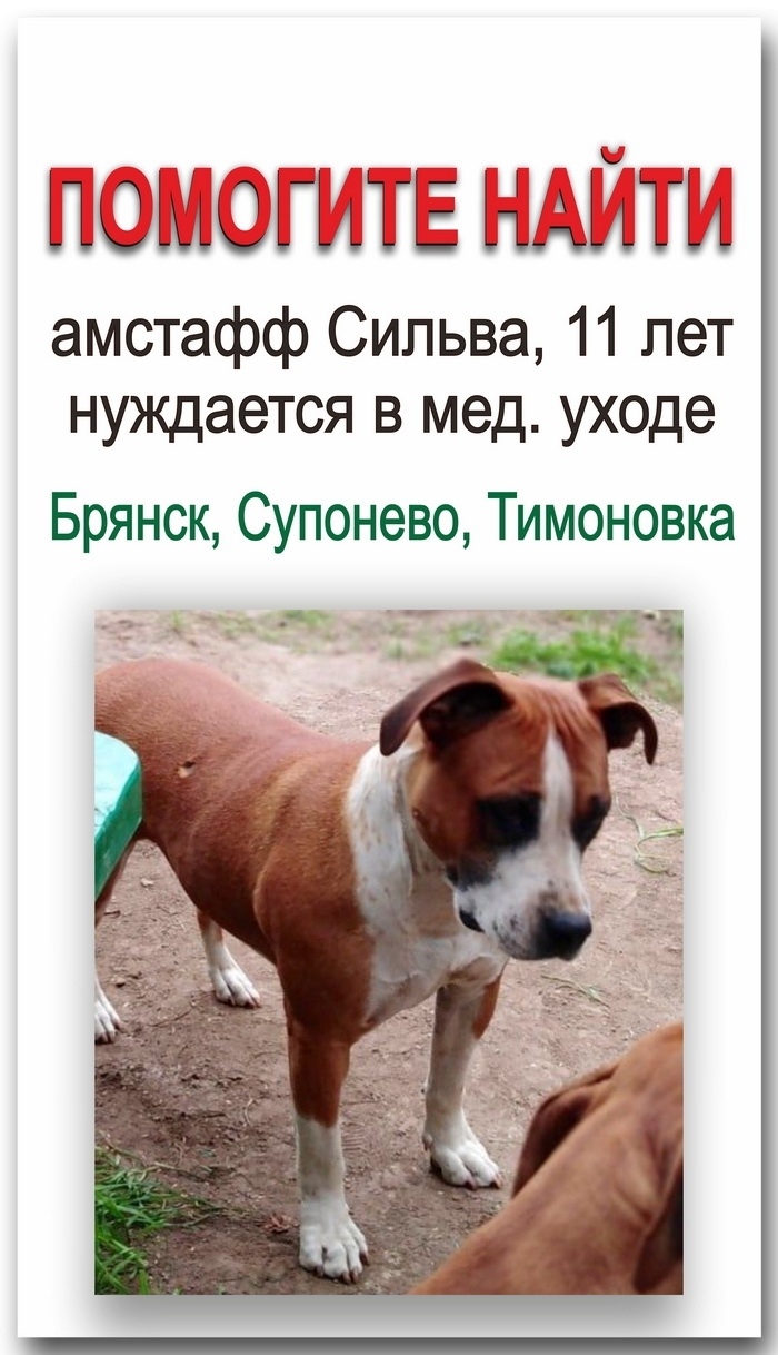 Найдена собака в Брянске — фото объявления