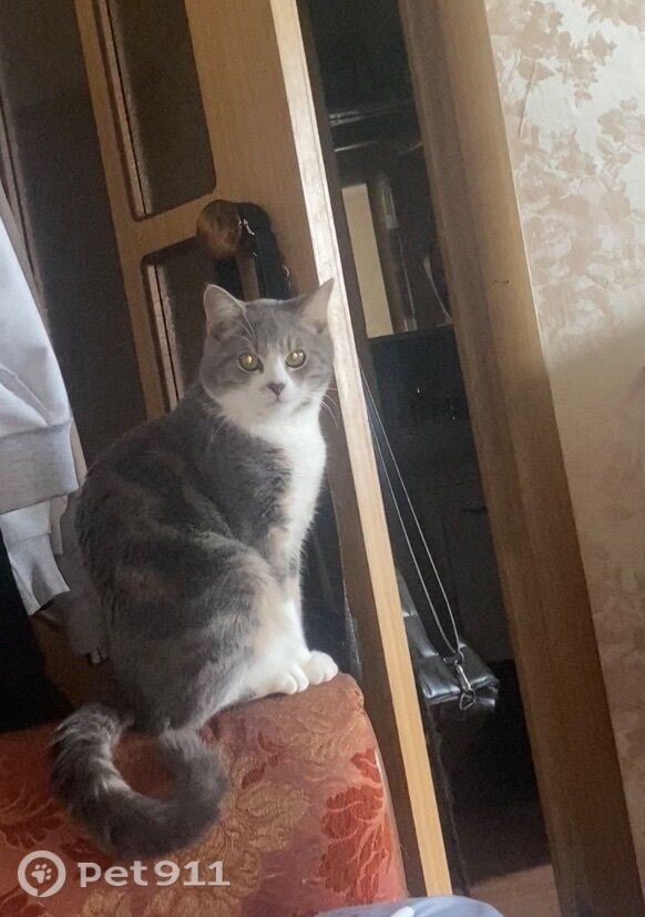 Пропала кошка в Брянске — фото объявления