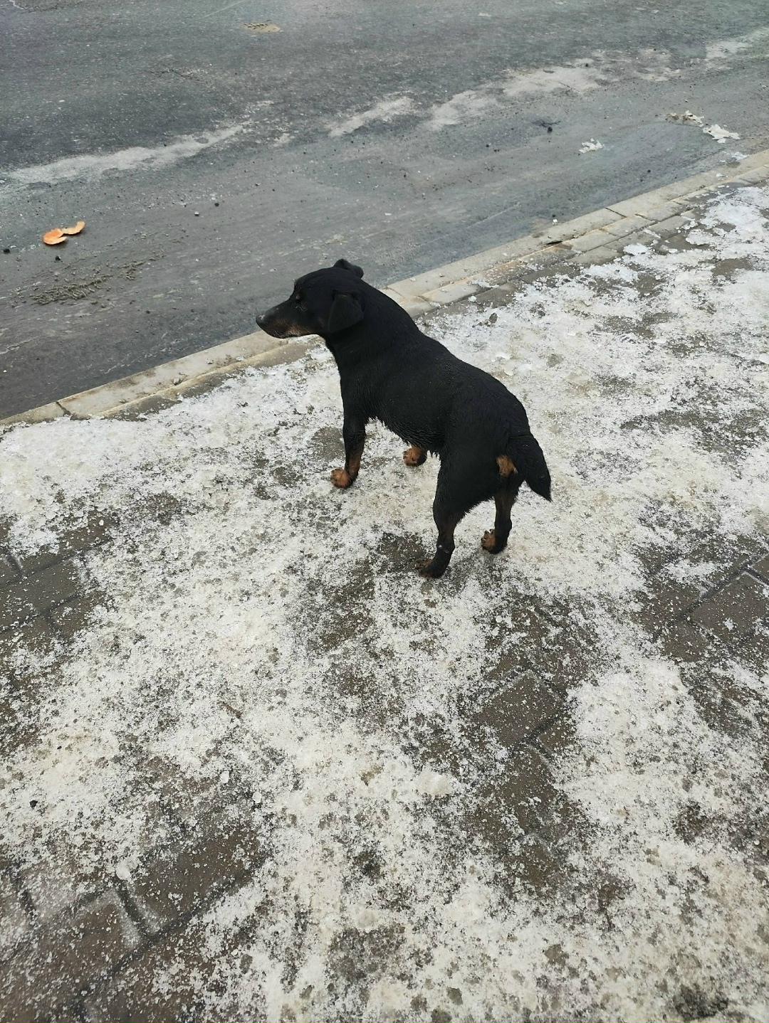 Пропала собака в Брянске — фото объявления