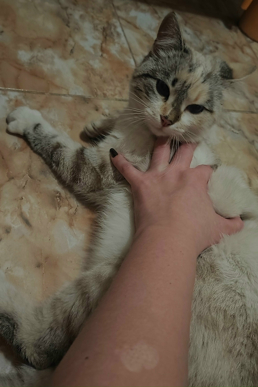 Пропала кошка в Брянске — фото объявления