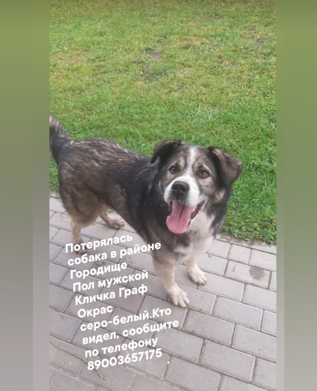 Пропала собака в Брянске — фото объявления