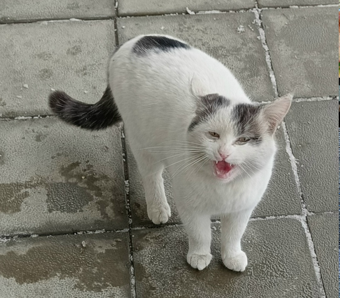 Пропала собака в Брянске — фото объявления