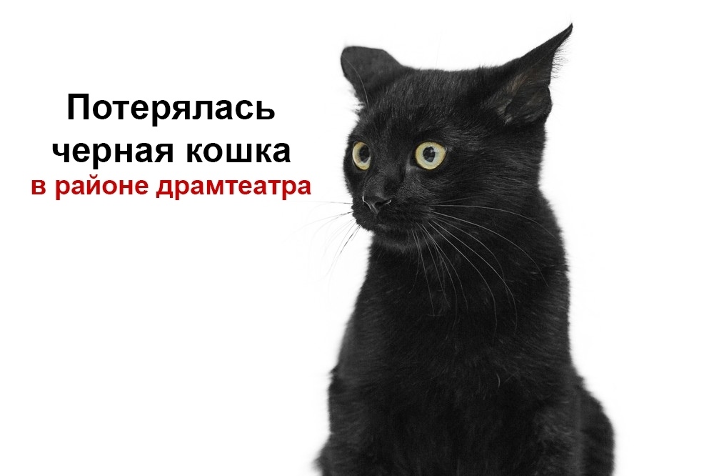 Пропала кошка в Брянске — фото объявления