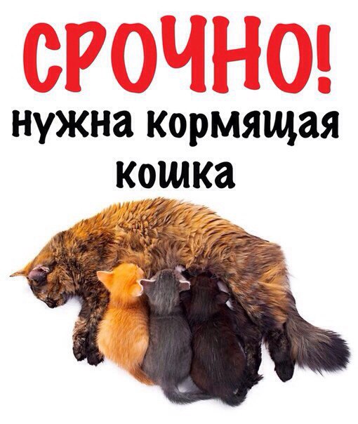 Найдена кошка в Брянске — фото объявления