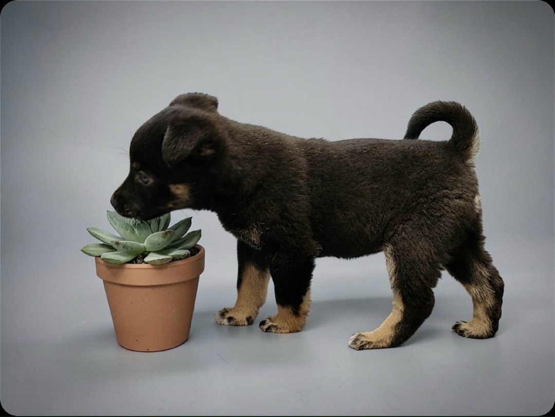 Найдена собака в Брянске — фото объявления