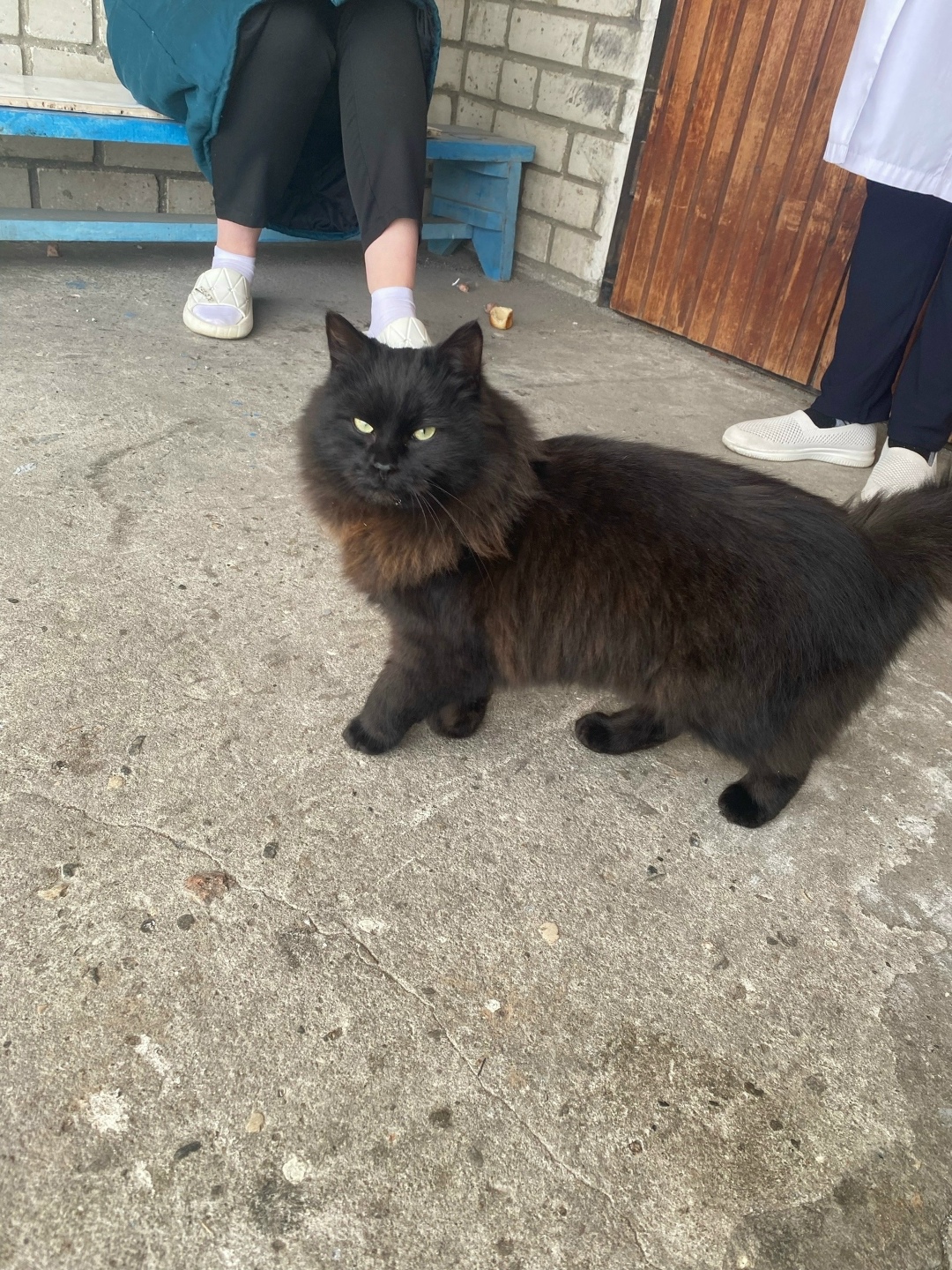 Найдена кошка в Брянске — фото объявления