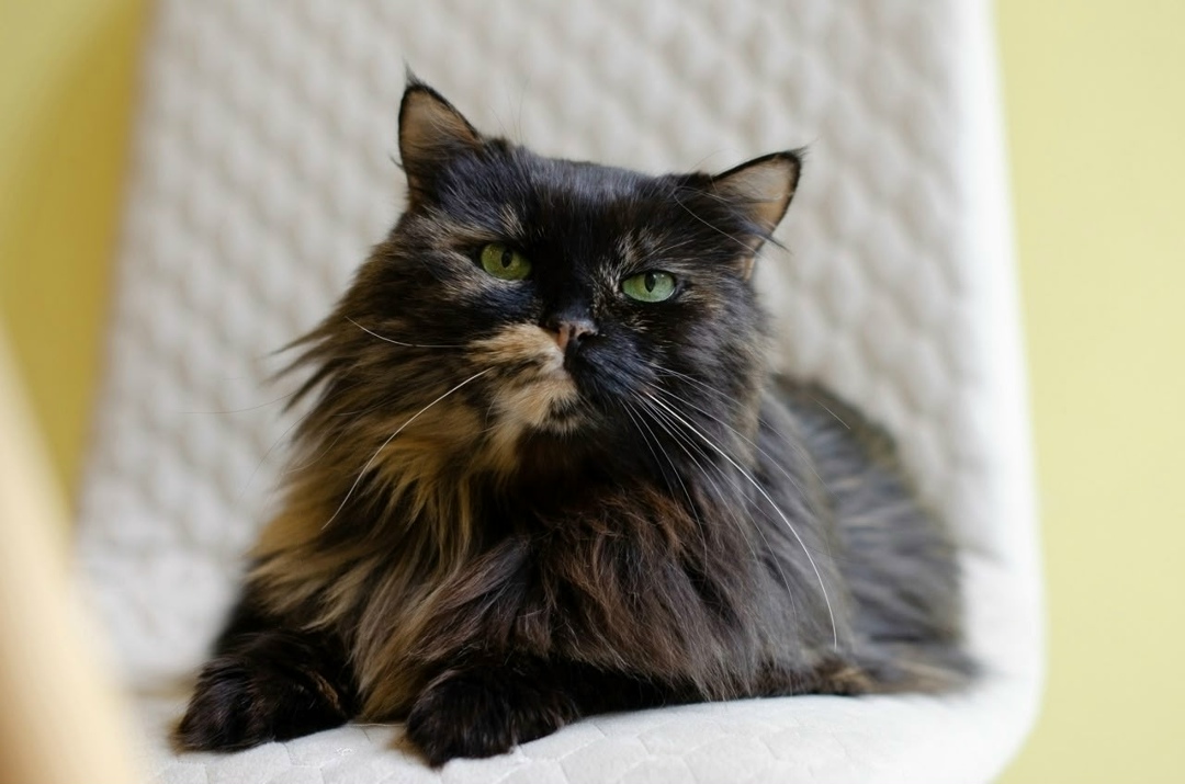 Найдена собака в Брянске — фото объявления