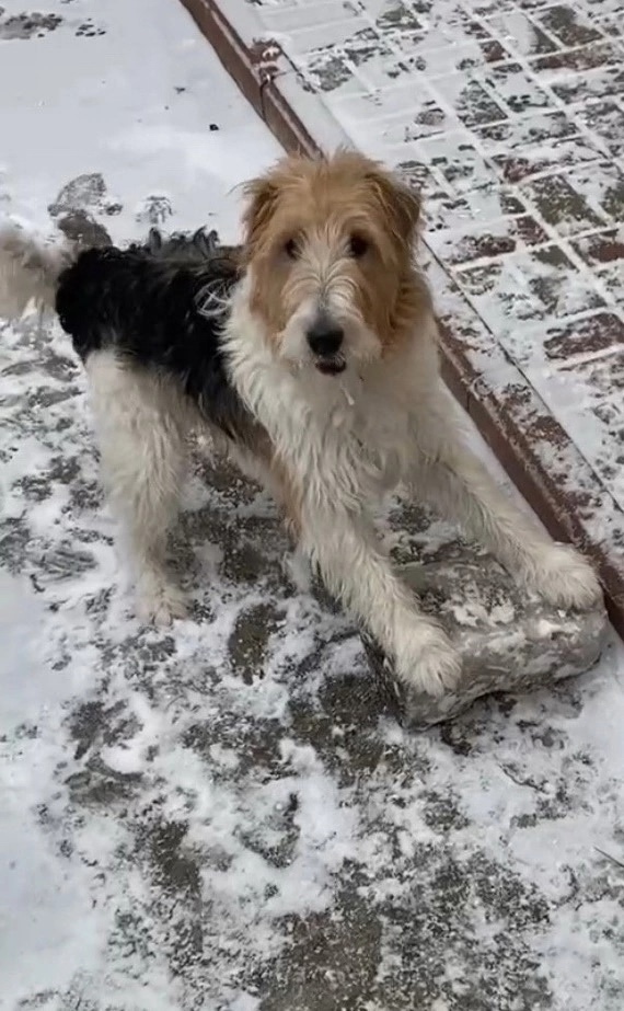 Пропала собака в Брянске — фото объявления