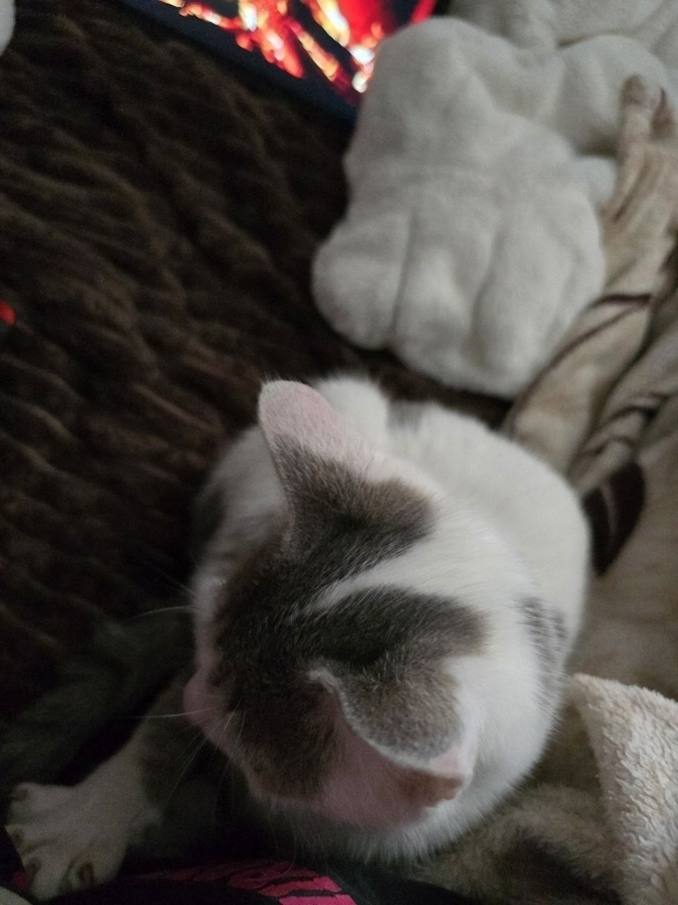 Пропала кошка в Брянске — фото объявления