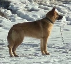 Пропала собака в Брянске — фото объявления