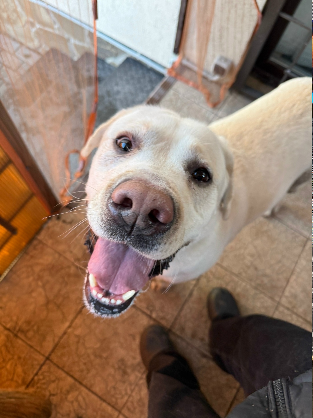 Найдена собака в Брянске — фото объявления