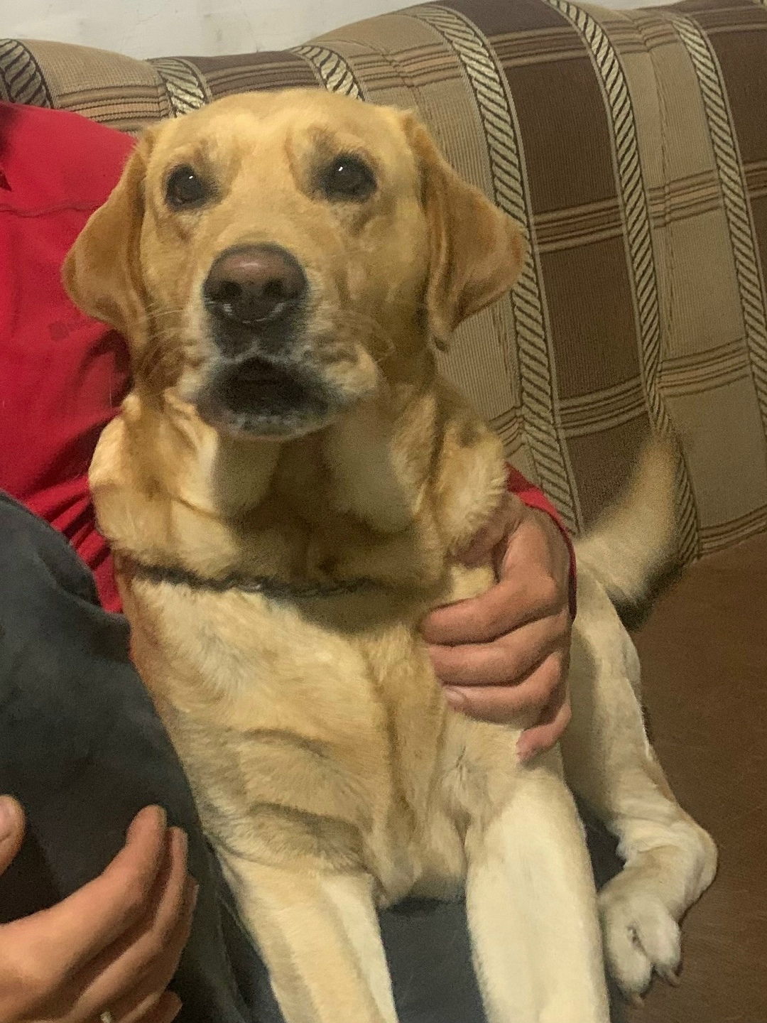 Пропала собака в Брянске — фото объявления