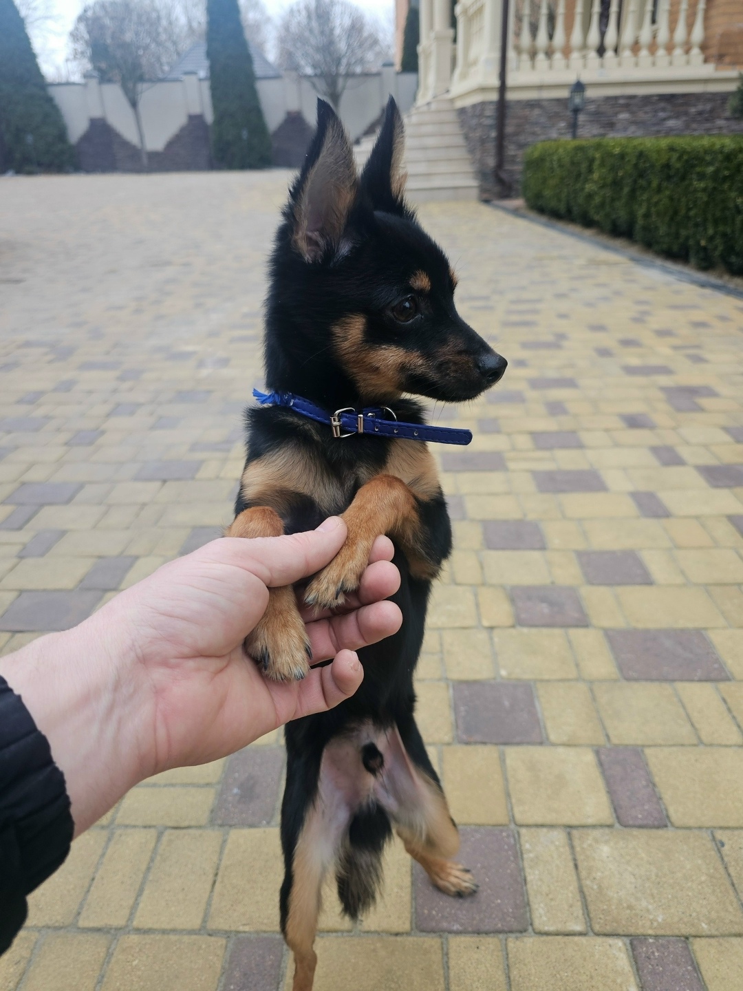 Найдена собака в Брянске — фото объявления