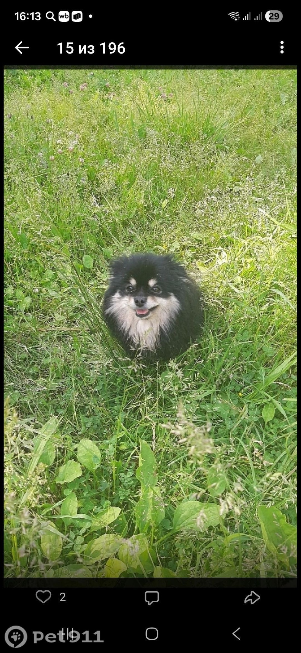 Пропала собака в Брянске — фото объявления