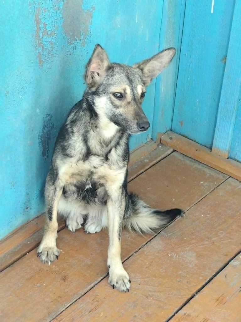 Найдена собака в Брянске — фото объявления