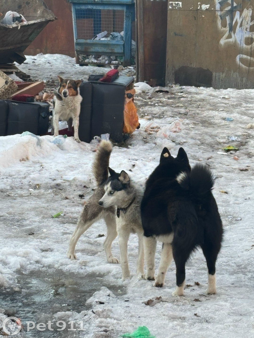 Найдена собака в Брянске — фото объявления