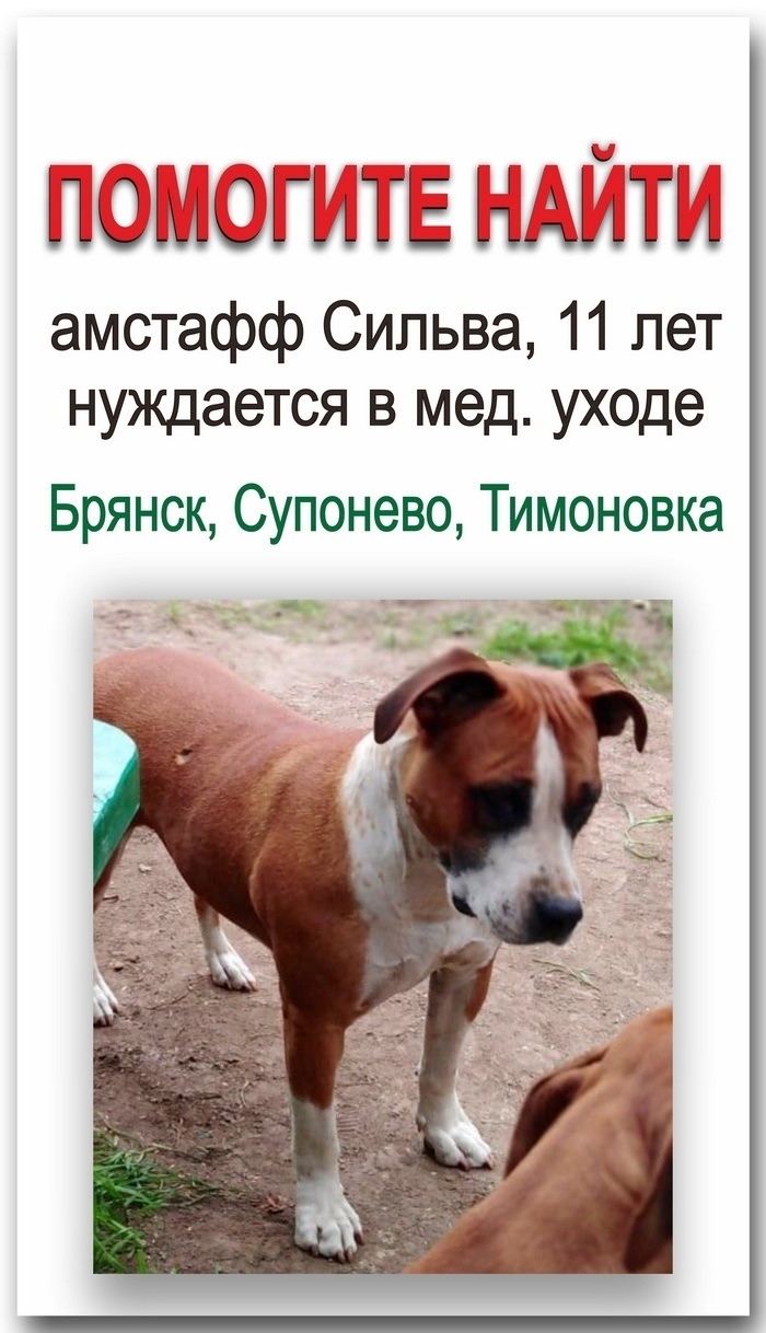 Найдена собака в Брянске — фото объявления