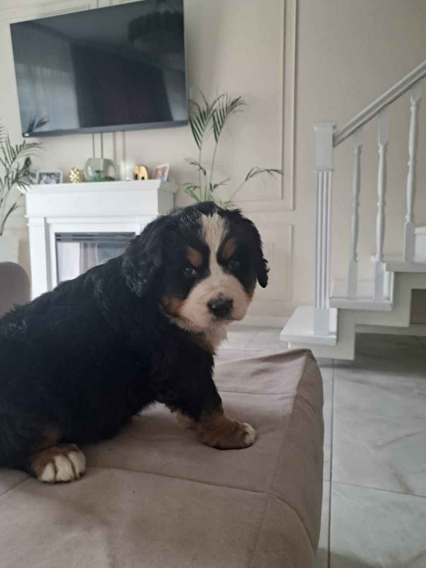 Пропала собака в Брянске — фото объявления