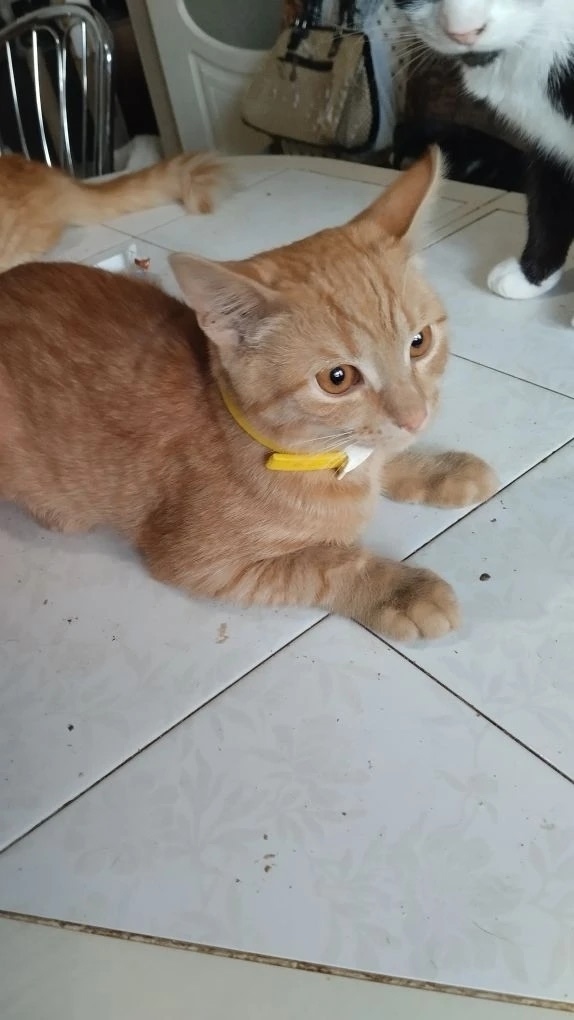 Найдена кошка в Брянске — фото объявления