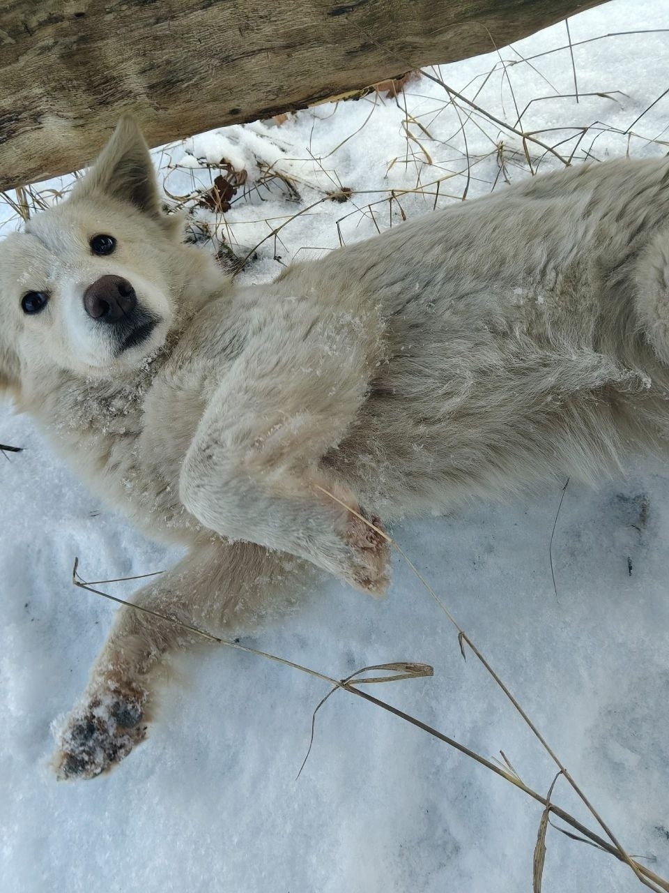 Пропала собака в Брянске — фото объявления