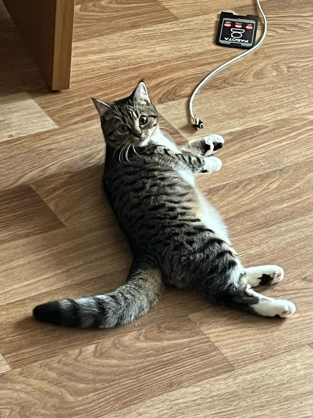 Пропала кошка в Брянске — фото объявления