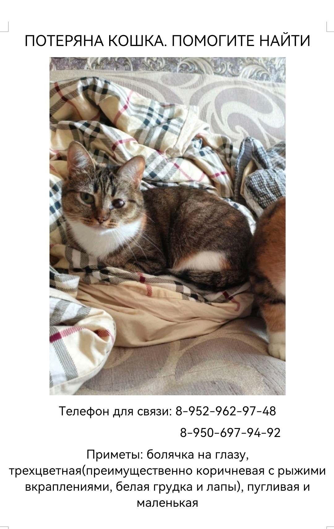 Пропала собака в Брянске — фото объявления