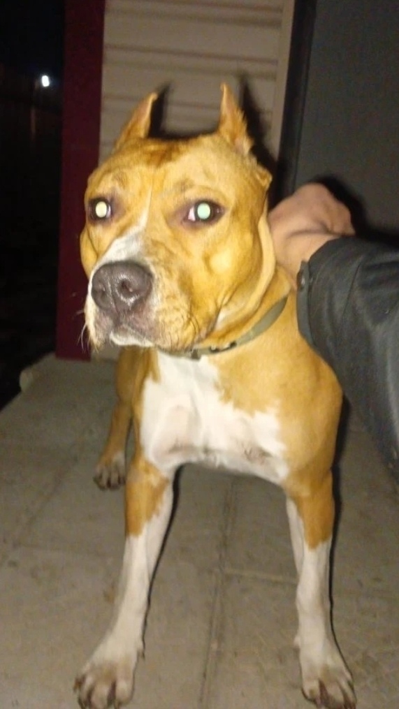 Найдена собака в Брянске — фото объявления