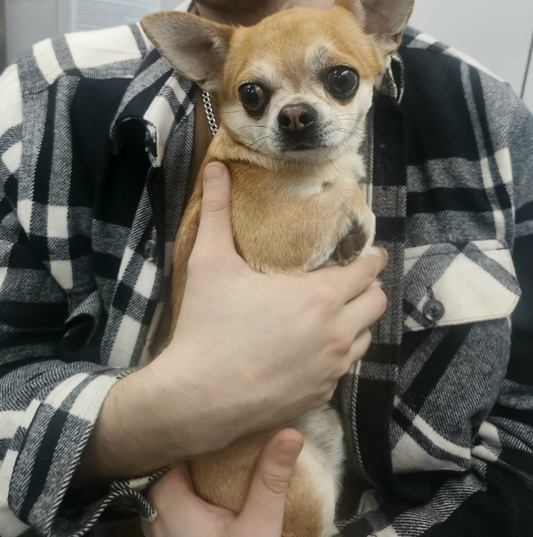 Найдена собака в Брянске — фото объявления