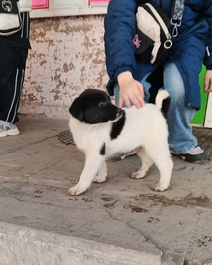 Пропала собака в Брянске — фото объявления