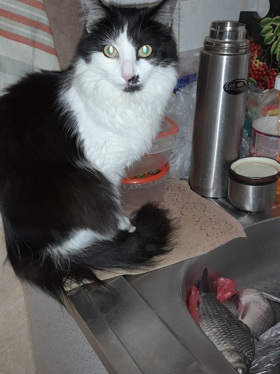 Найдена кошка в Брянске — фото объявления