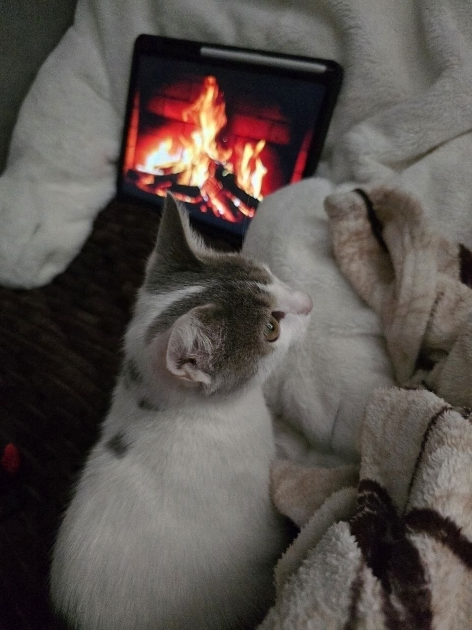 Пропала кошка в Брянске — фото объявления