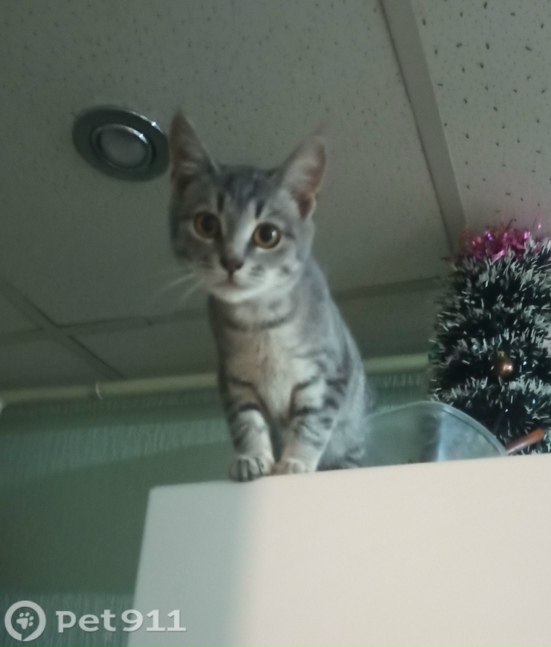 Пропала кошка в Брянске — фото объявления