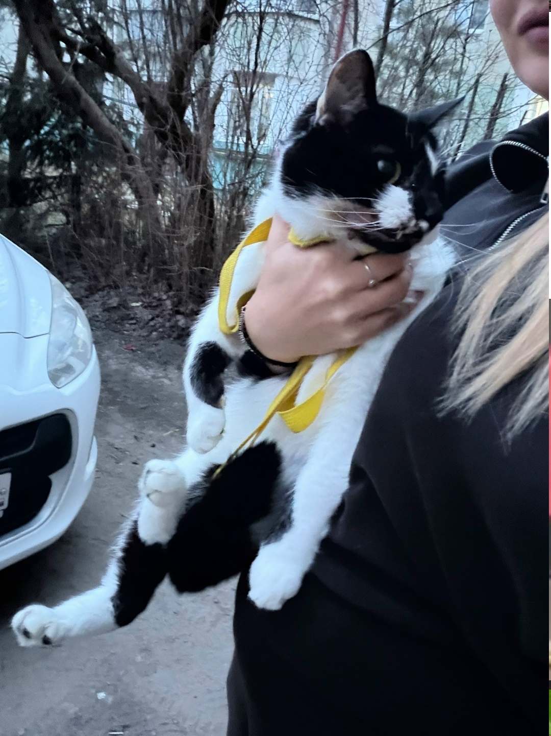 Пропала кошка в Брянске — фото объявления