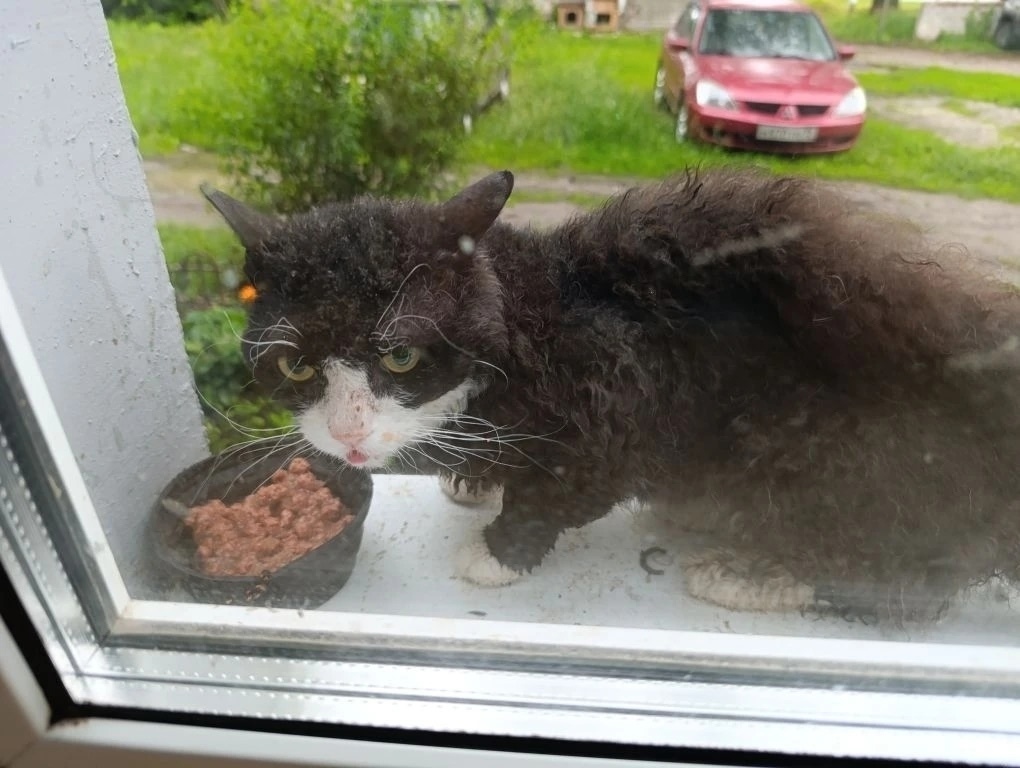 Пропала кошка в Брянске — фото объявления