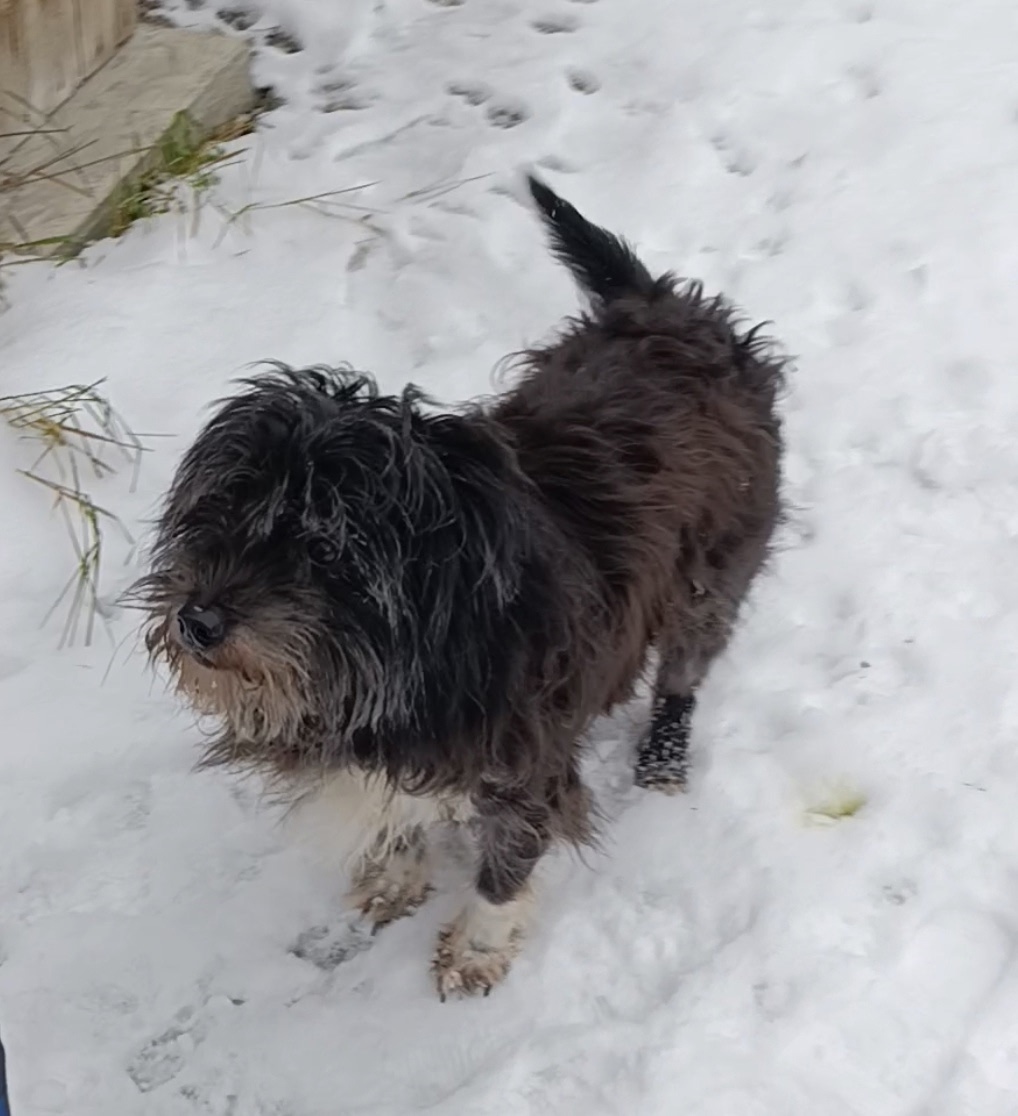 Пропала собака в Брянске — фото объявления