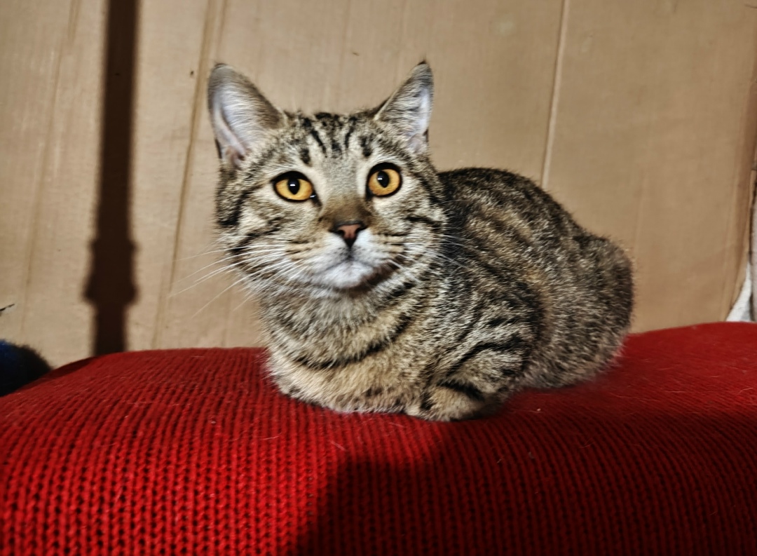 Найдена кошка в Брянске — фото объявления