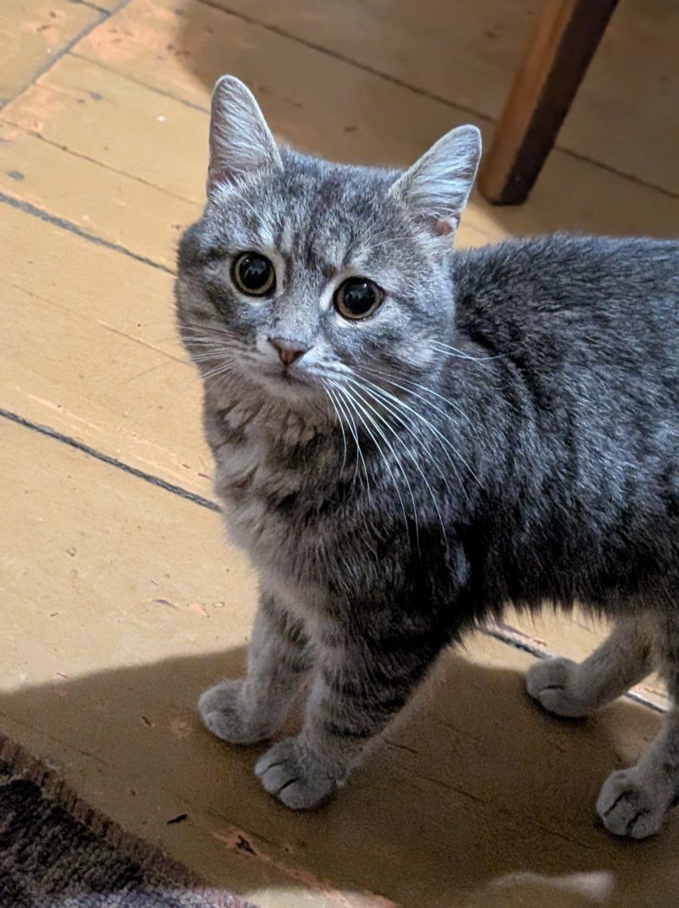 Пропала кошка в Брянске — фото объявления