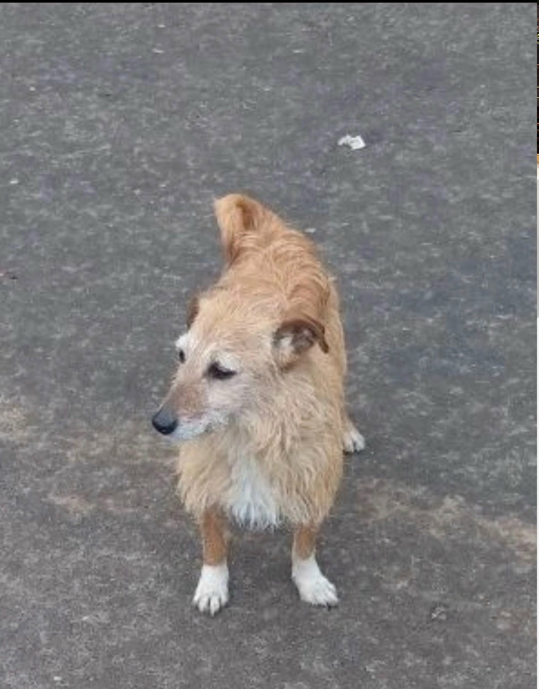 Найдена собака в Брянске — фото объявления