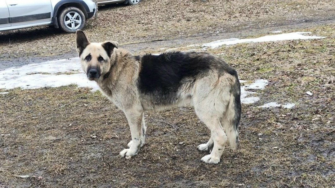 Пропала собака в Брянске — фото объявления