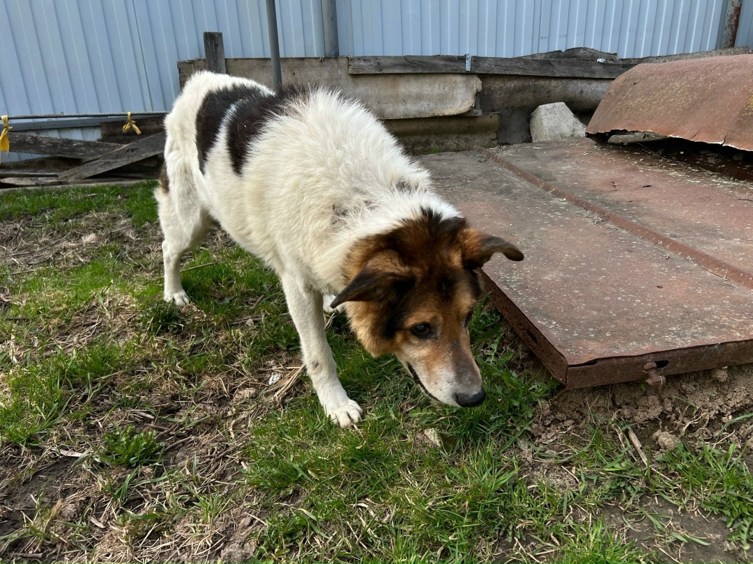 Найдена собака в Брянске — фото объявления