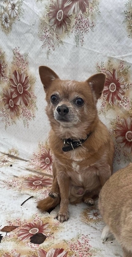 Пропала собака в Брянске — фото объявления