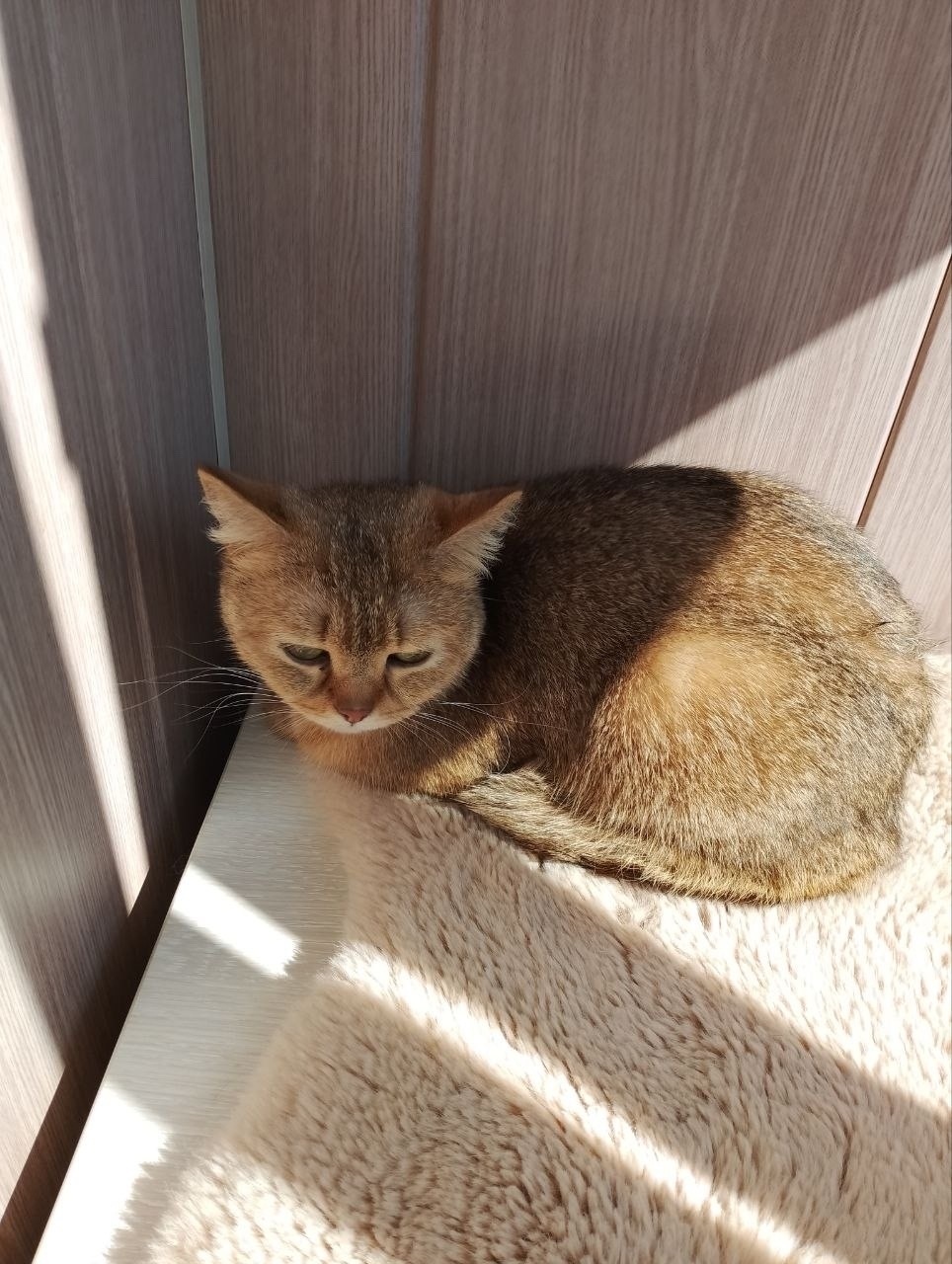 Найдена собака в Брянске — фото объявления