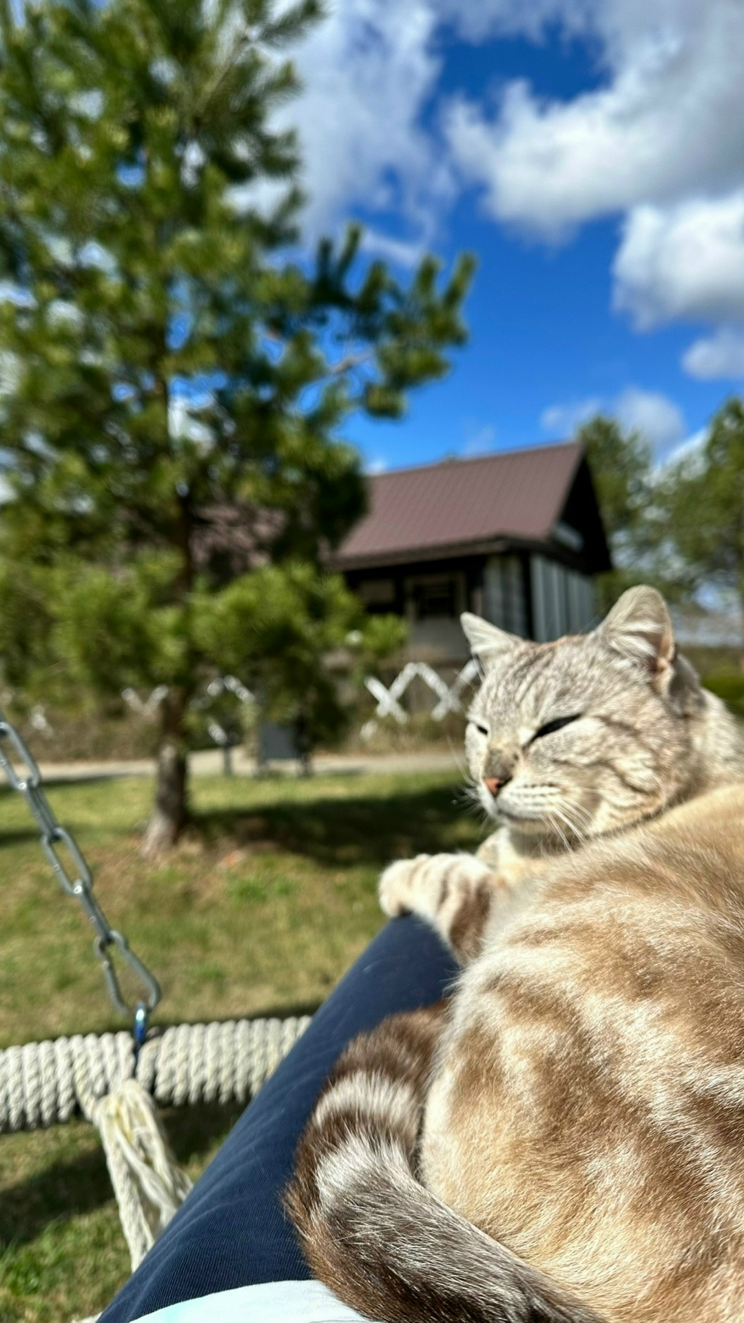 Найдена собака в Брянске — фото объявления