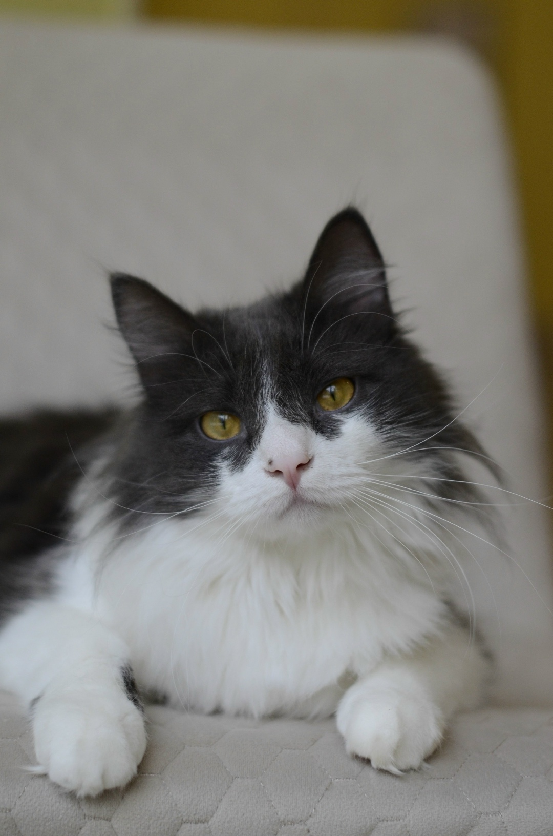 Найдена собака в Брянске — фото объявления