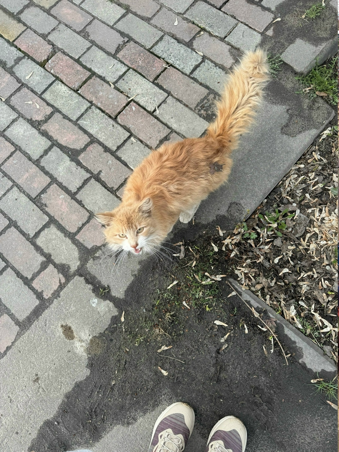 Найдена кошка в Брянске — фото объявления