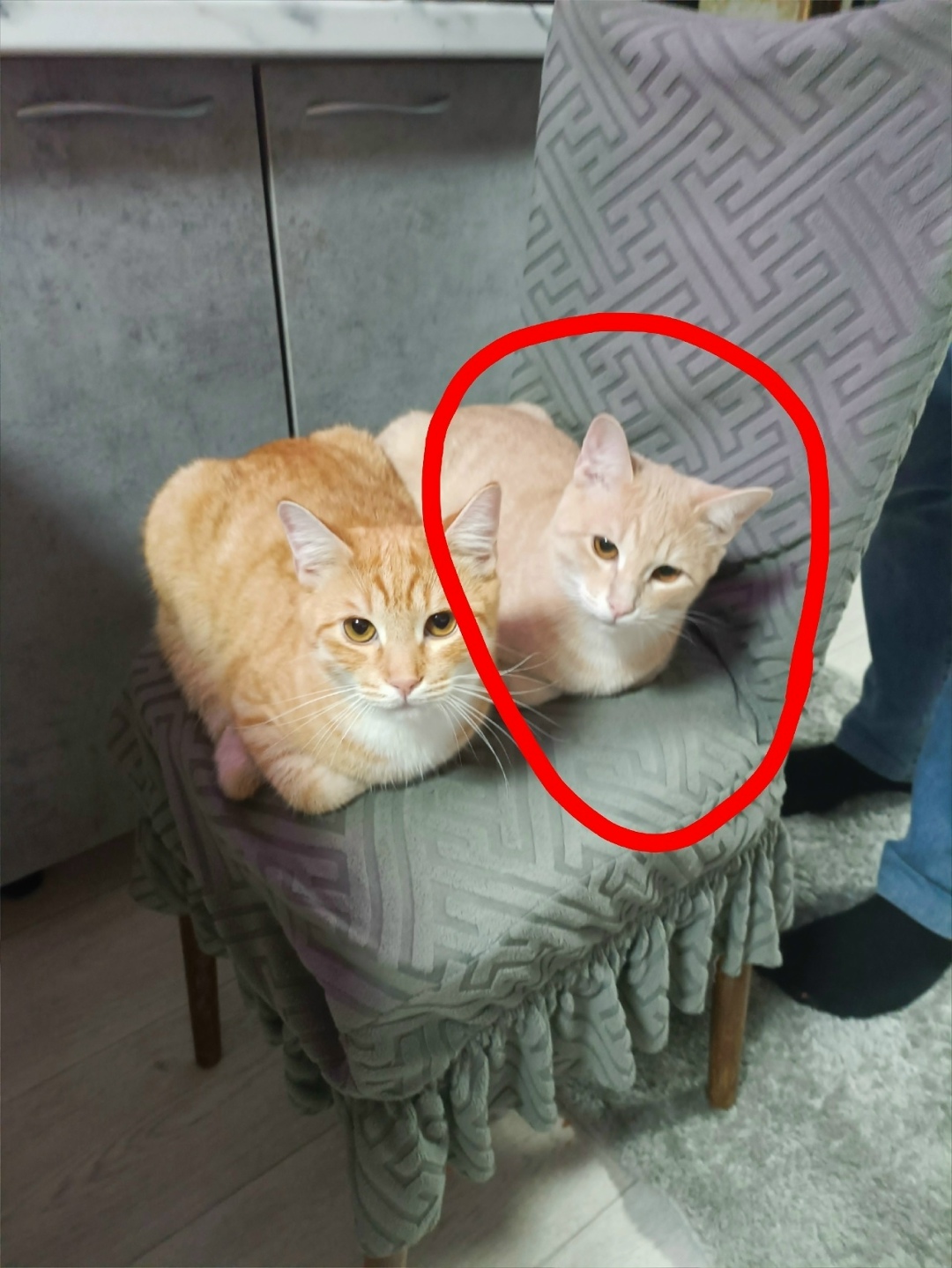 Пропала кошка в Брянске — фото объявления