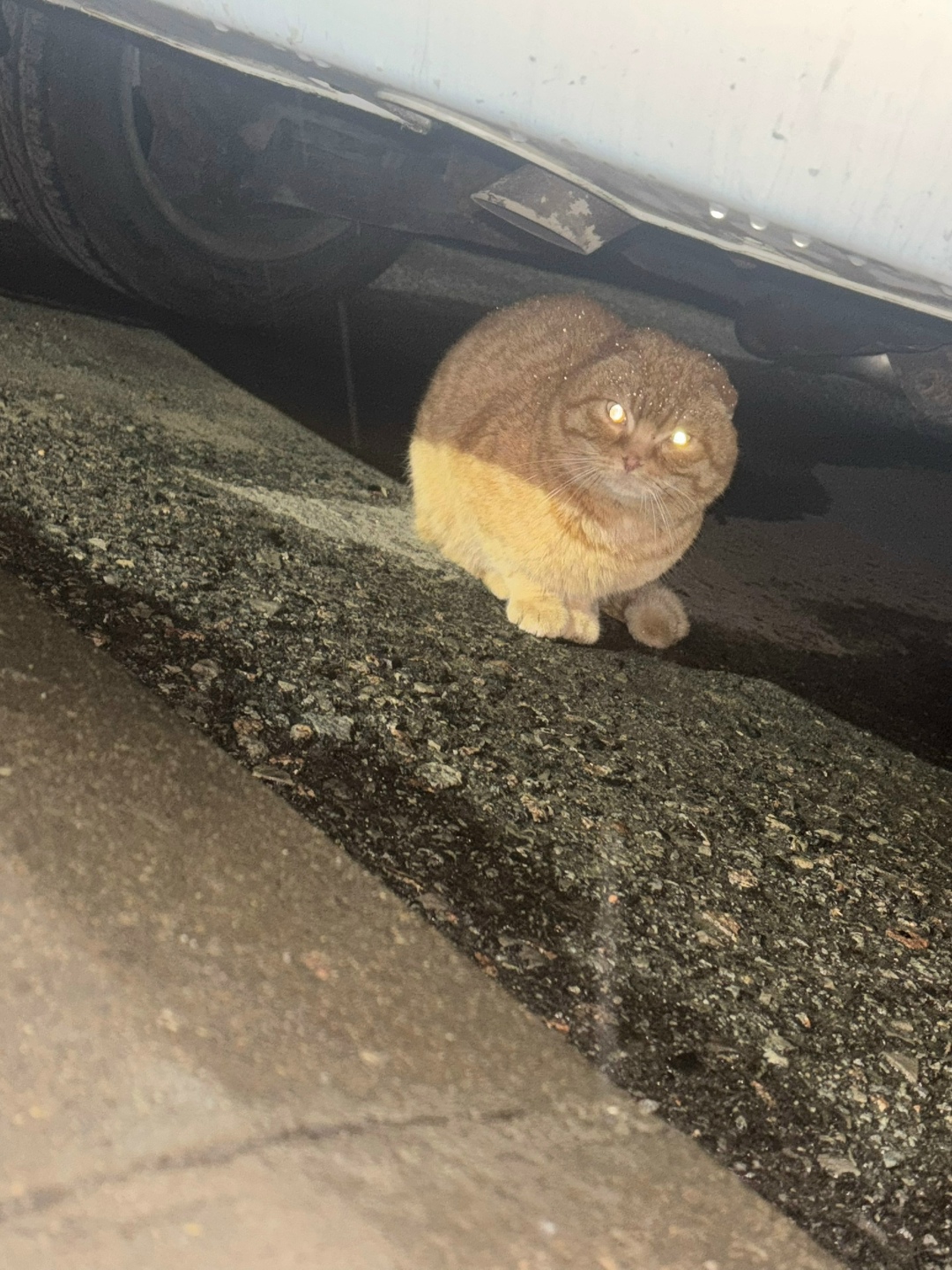 Пропала кошка в Брянске — фото объявления